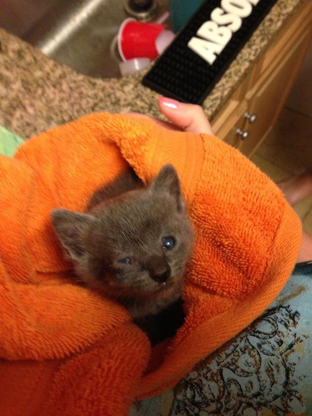 mr meow has an ow