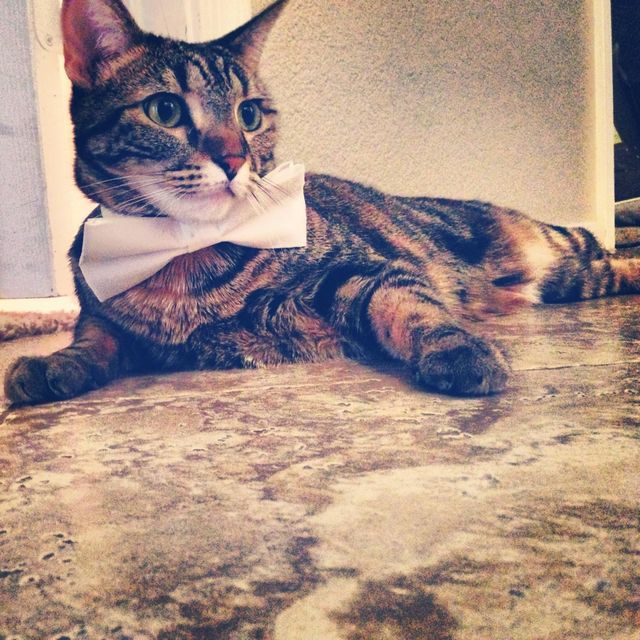 mr meow is ready for dinner