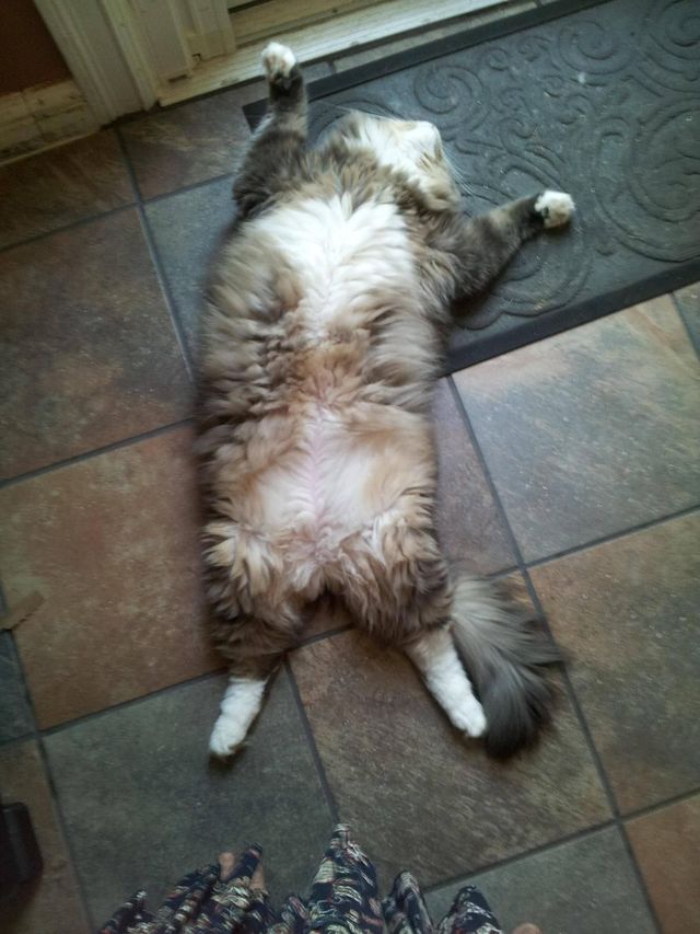 nappy meow