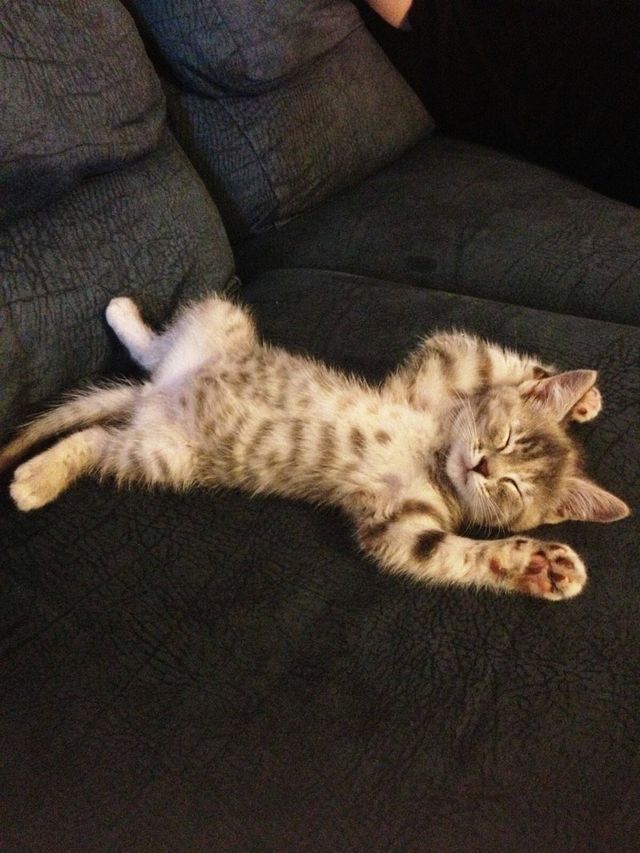 nappy meow