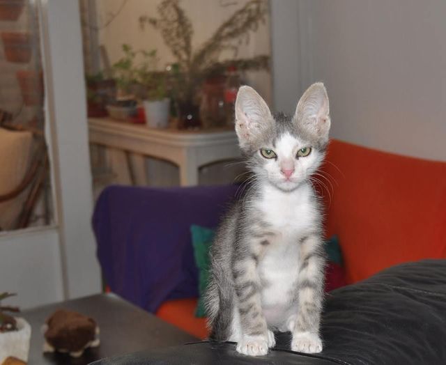 no mo kitties?!