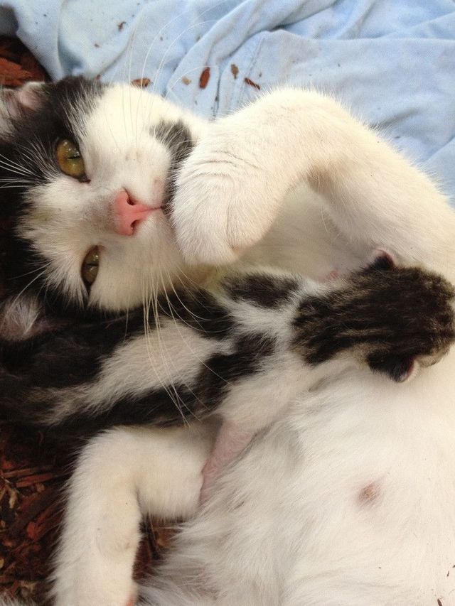 nom hands