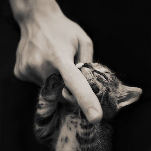 nom human