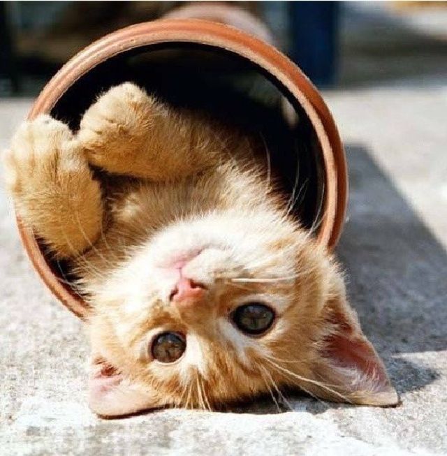 oh no upside down kitty