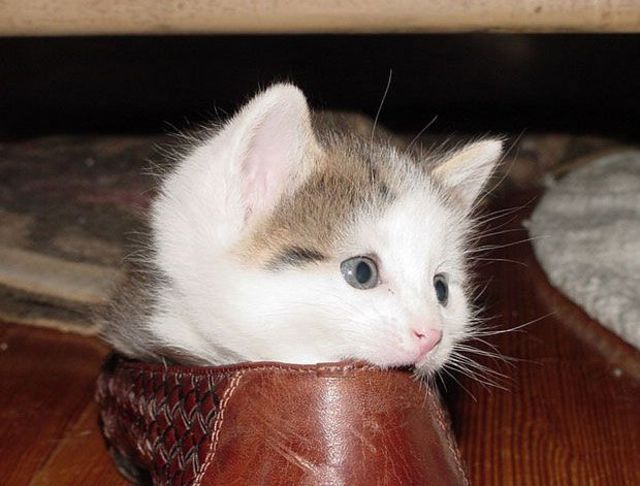 peek a boo shoe