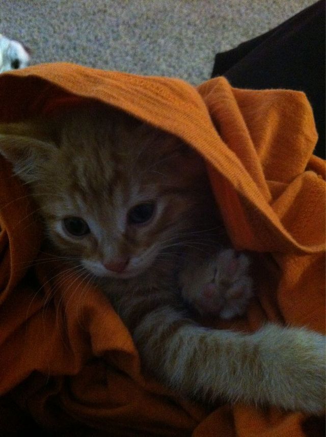 peek a boo