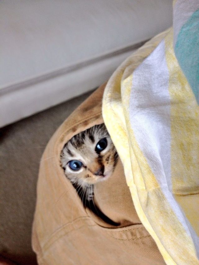 pocket kitty