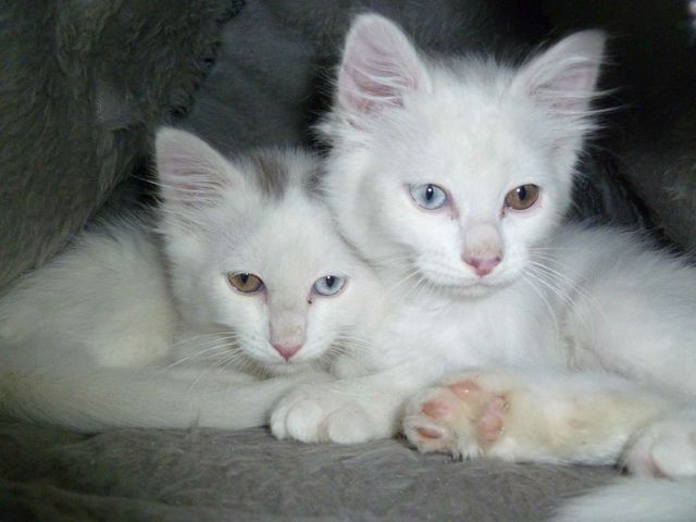 pretty kitties