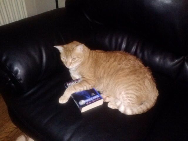 professor meow