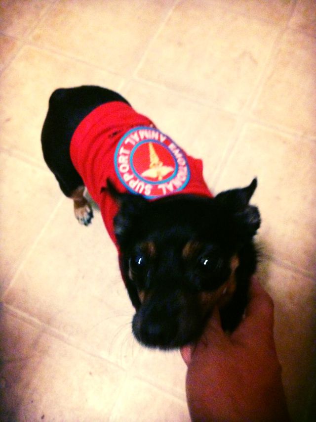 sash bear
