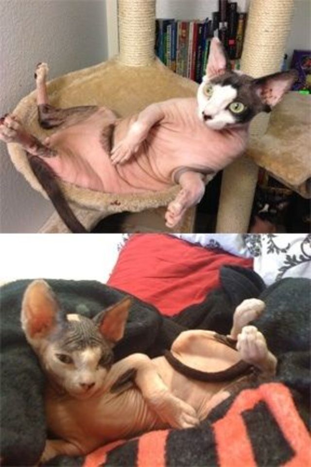shaved kitty