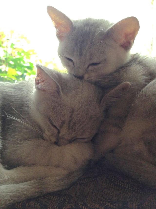 shhh babies sleep