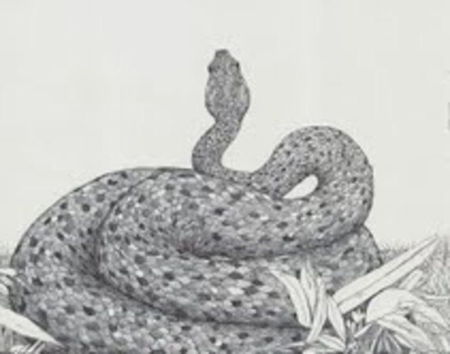 snake