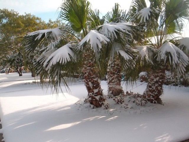 snow-in-florida