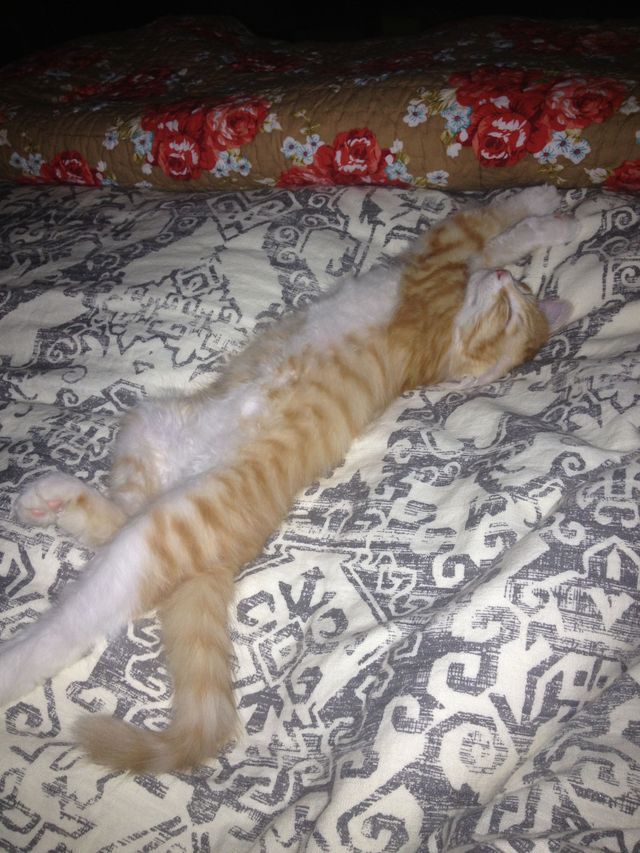 stretchy
