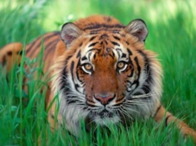 sumatran_tiger-300x224