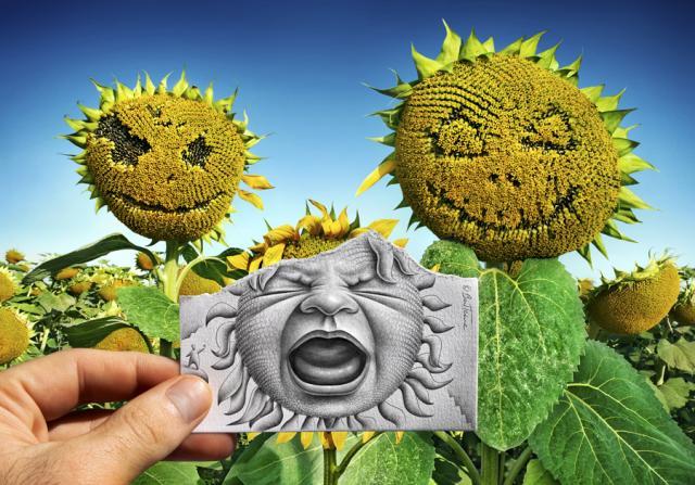 sunflower