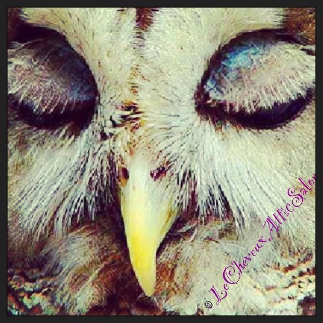 the beauty in a owl