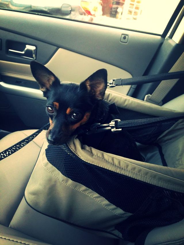 the pup