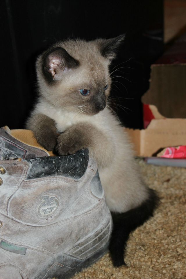 tiny baby