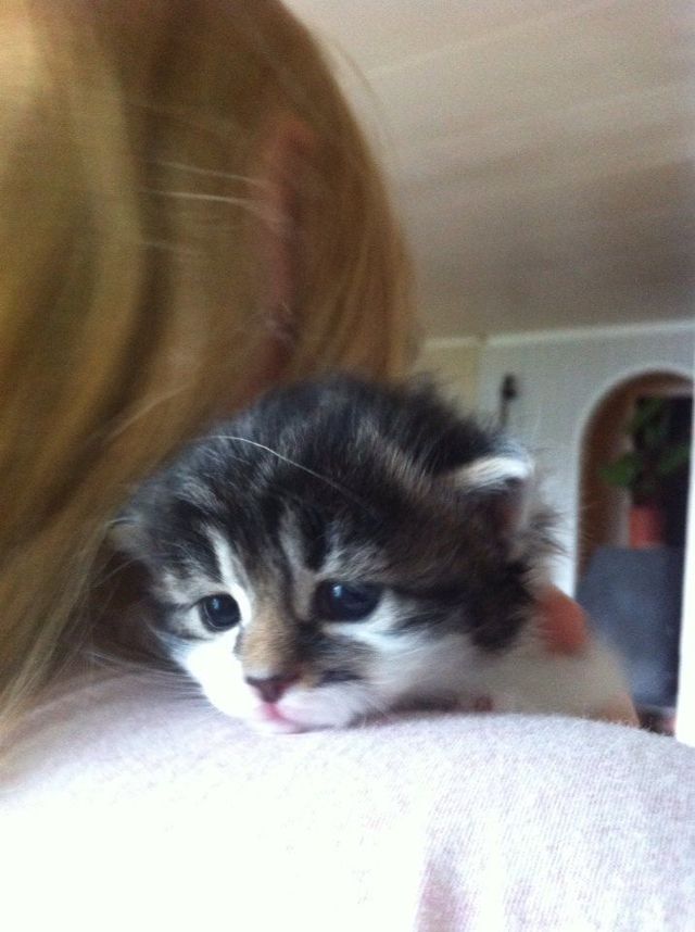 why no human purr