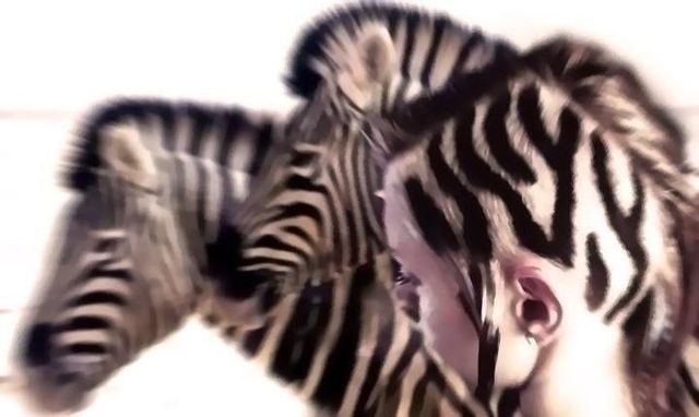zebra