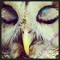 Thumb the%20beauty%20in%20a%20owl 1359349966