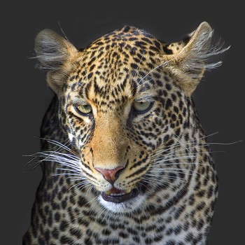 ImageCatcher