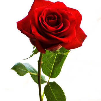 arpirose