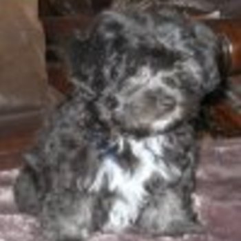 Dolly Hope