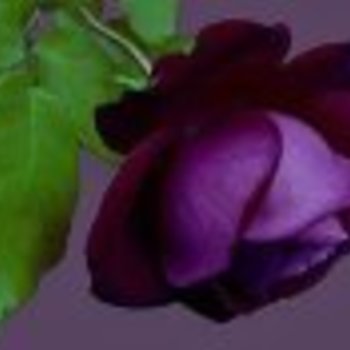 harfeduaa.11